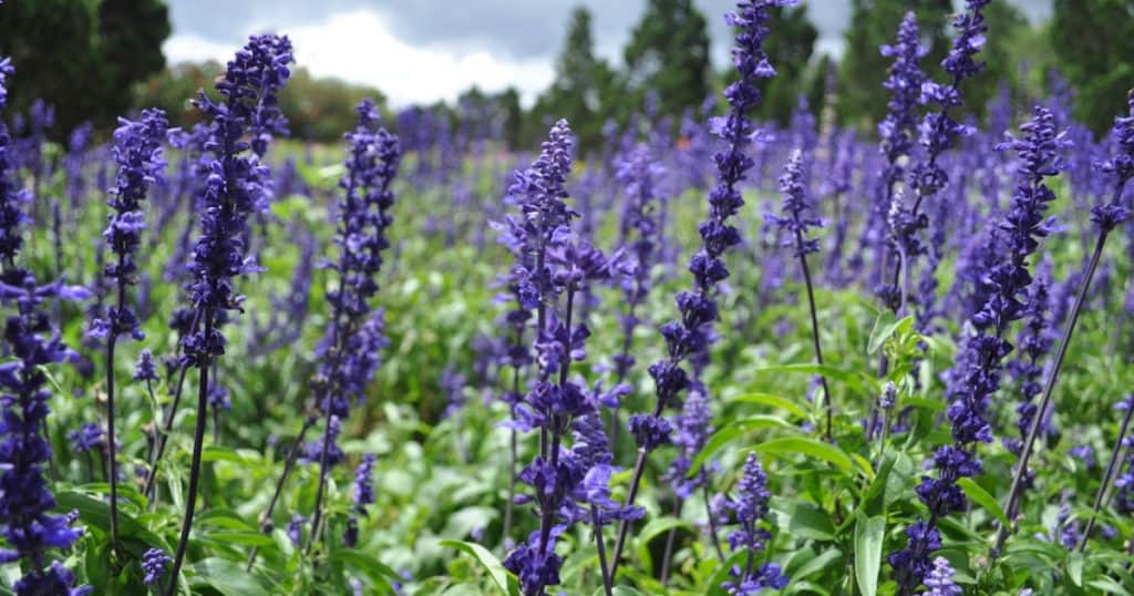 Aromatherapy in Labor