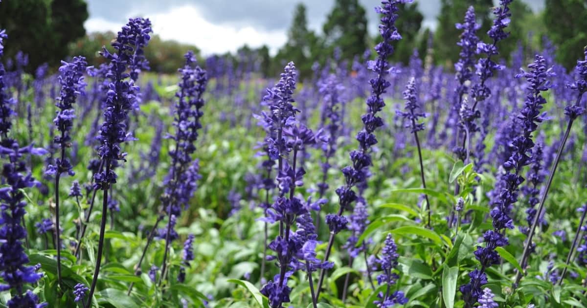 Aromatherapy in Labor