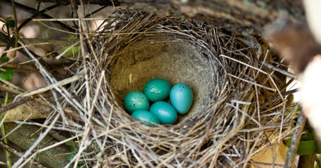 nesting-buddha-belly-tampa-doula