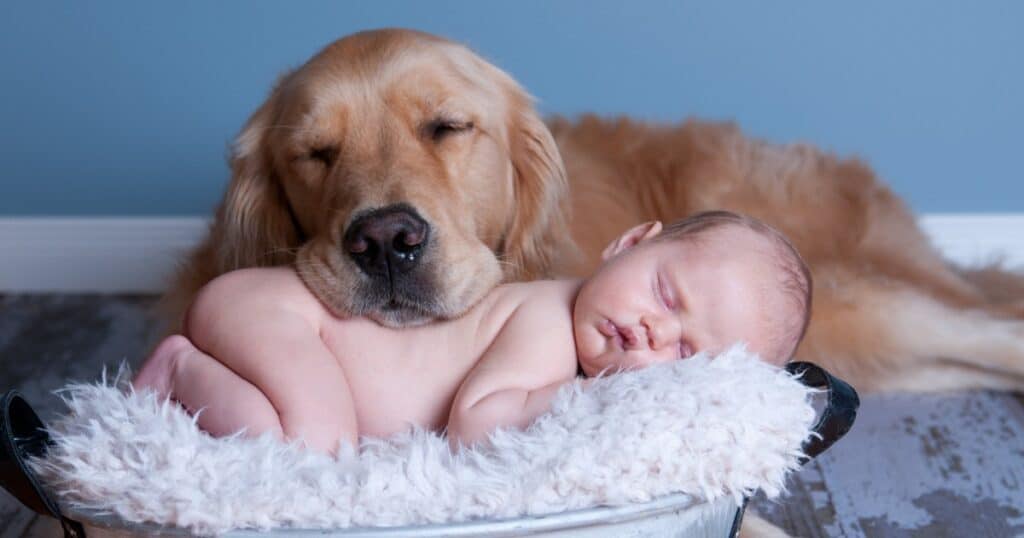 Dog and baby, Pets and Newborns