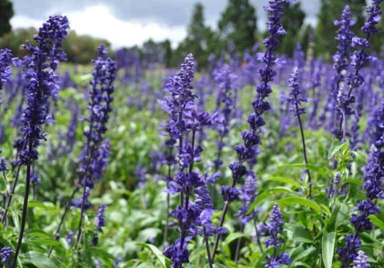 Aromatherapy in Labor